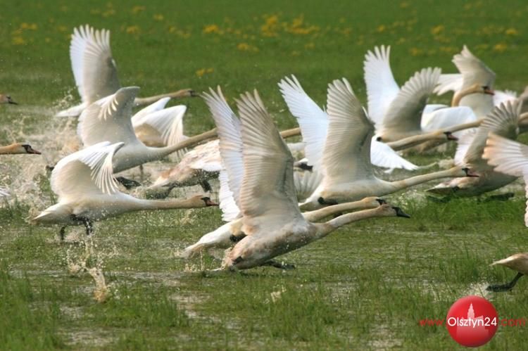 W BWA będzie licytacja na rzecz Albatrosa