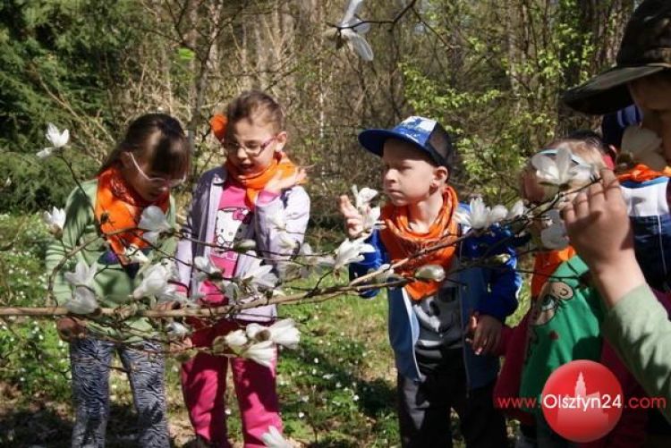 Wreszcie kwitną magnolie!