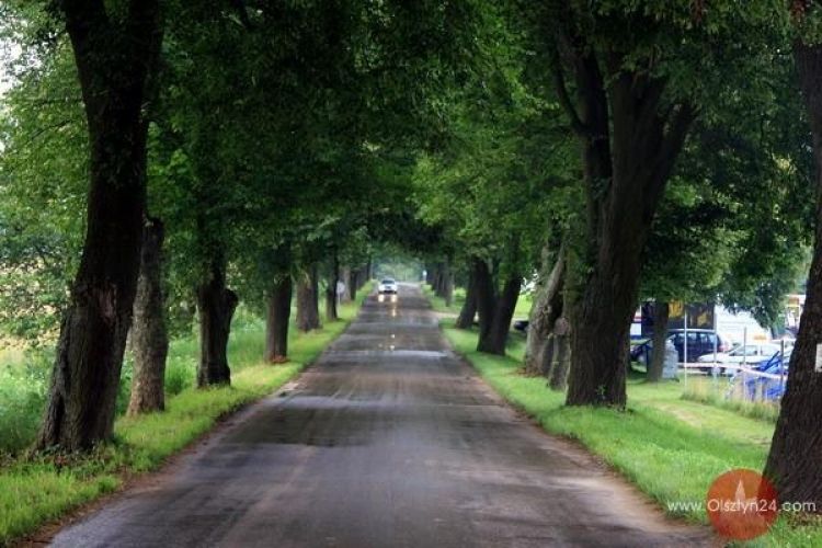 Starostowie dowiedzą się, jak chronić aleje przydrożne