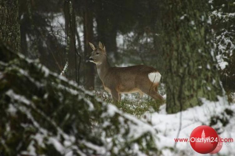 Zwierzyna ginie przez nieodpowiedzialnych właścicieli psów