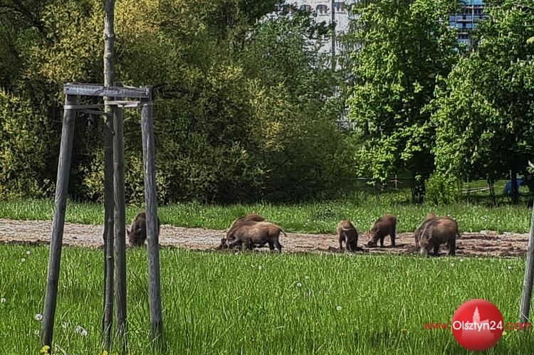 ASF stwierdzono u olsztyńskich dzików - jak postępować w przypadku ich spotkania?